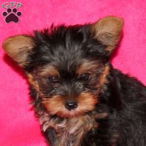 Faith, Yorkie Puppy