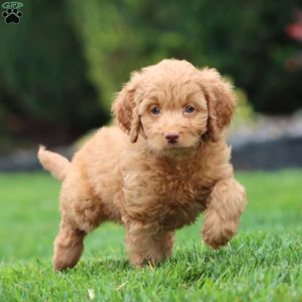 Faith, Mini Goldendoodle Puppy