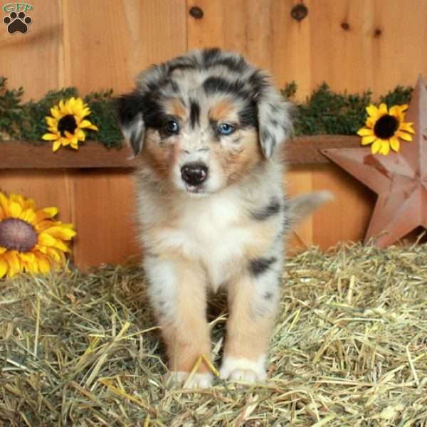 Fallon, Australian Shepherd Puppy
