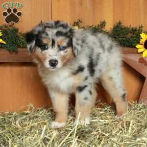 Fallon, Australian Shepherd Puppy