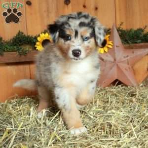 Fallon, Australian Shepherd Puppy