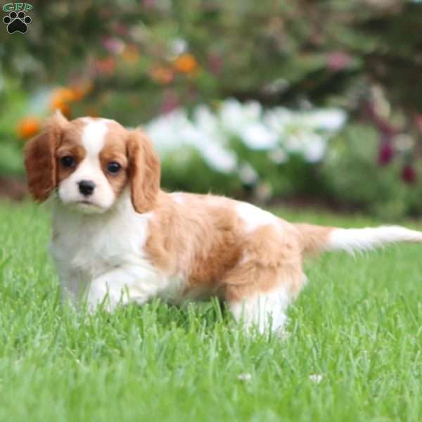 Fancy, Cavalier King Charles Spaniel Puppy