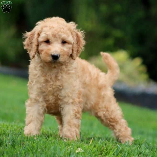 Fancy, Mini Goldendoodle Puppy