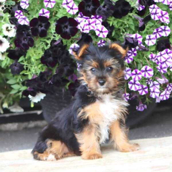 Fancy, Yorkie Puppy