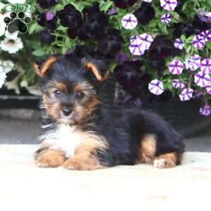 Fancy, Yorkie Puppy