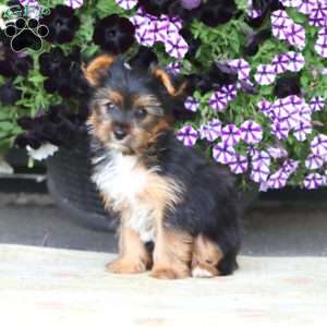 Fancy, Yorkie Puppy