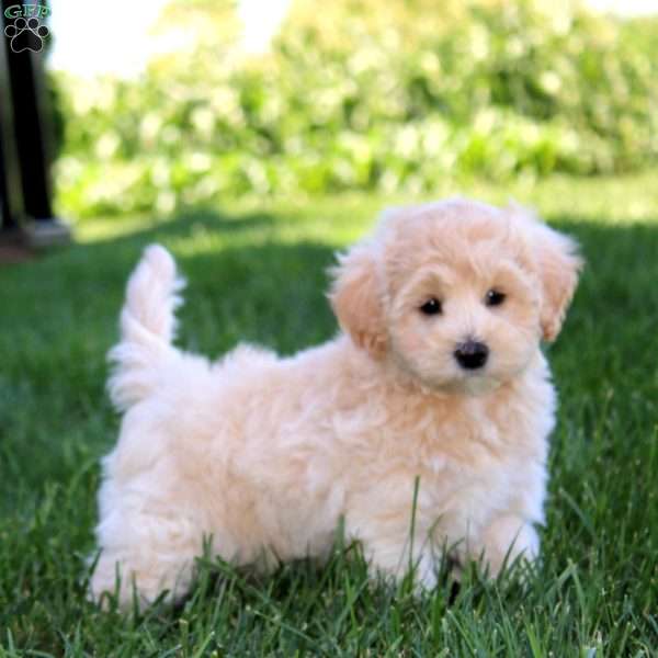 Fargo, Maltipoo Puppy