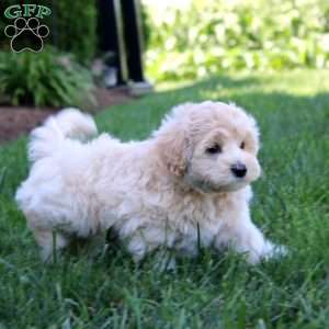 Fargo, Maltipoo Puppy