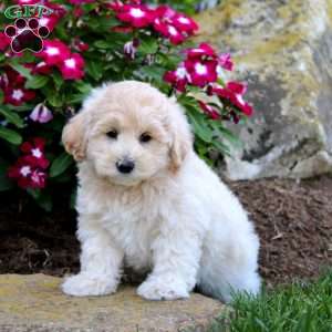 Fargo, Maltipoo Puppy