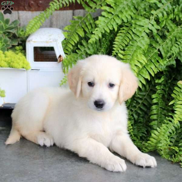 Fawn, Golden Retriever Puppy
