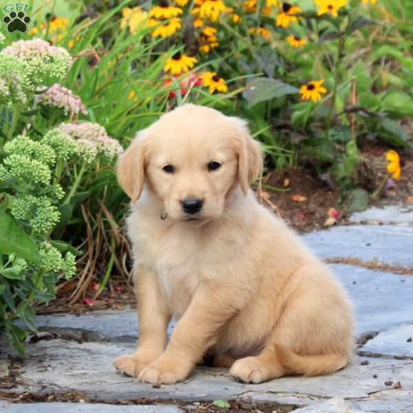 Fawn, Golden Retriever Puppy