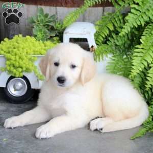 Fawn, Golden Retriever Puppy