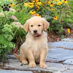Fawn, Golden Retriever Puppy