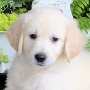 Fawn, Golden Retriever Puppy