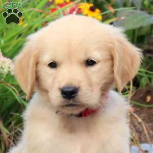 Fawn, Golden Retriever Puppy