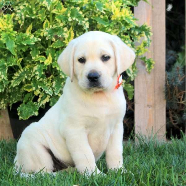Faye, Yellow Labrador Retriever Puppy