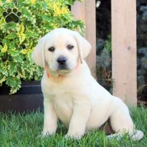 Faye, Yellow Labrador Retriever Puppy