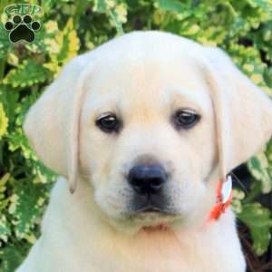 Faye, Yellow Labrador Retriever Puppy