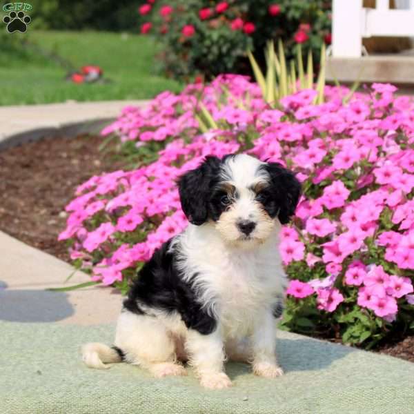 Felicity, Mini Bernedoodle Puppy