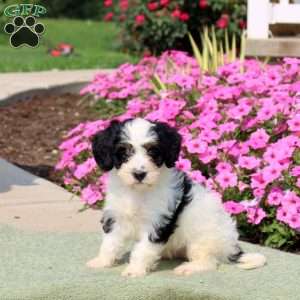 Felicity, Mini Bernedoodle Puppy