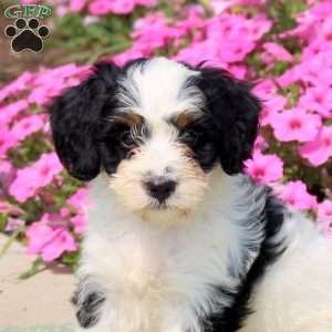 Felicity, Mini Bernedoodle Puppy