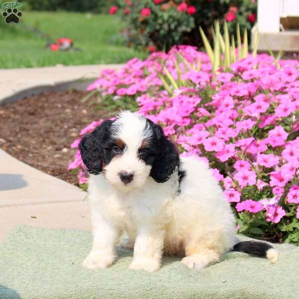 Felix, Mini Bernedoodle Puppy