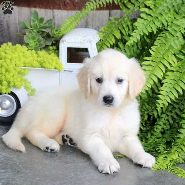 Felix, Golden Retriever Puppy