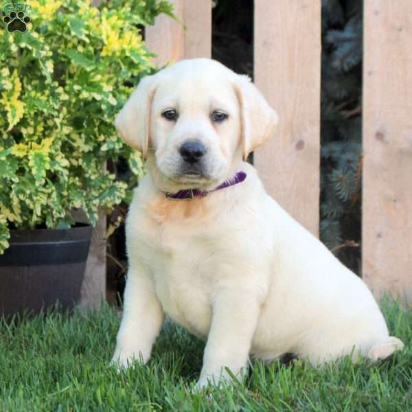 Felix, Yellow Labrador Retriever Puppy