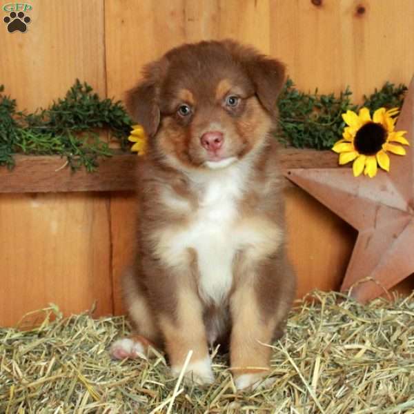 Felix, Australian Shepherd Puppy