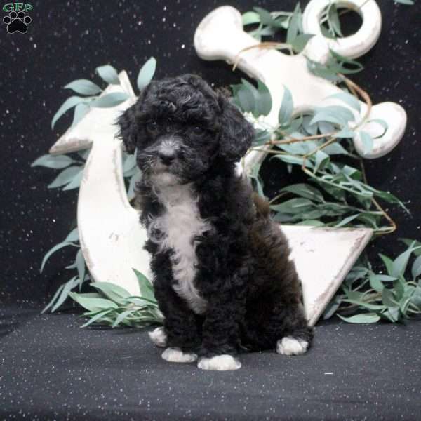Felix, Shih-Poo Puppy