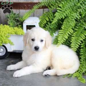 Felix, Golden Retriever Puppy