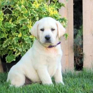 Felix, Yellow Labrador Retriever Puppy