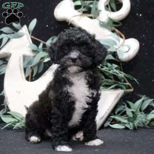 Felix, Shih-Poo Puppy