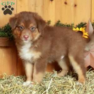 Felix, Australian Shepherd Puppy