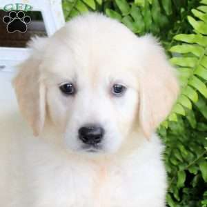 Felix, Golden Retriever Puppy
