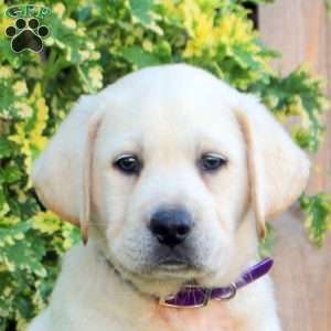 Felix, Yellow Labrador Retriever Puppy