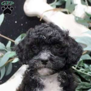 Felix, Shih-Poo Puppy