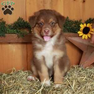 Felix, Australian Shepherd Puppy