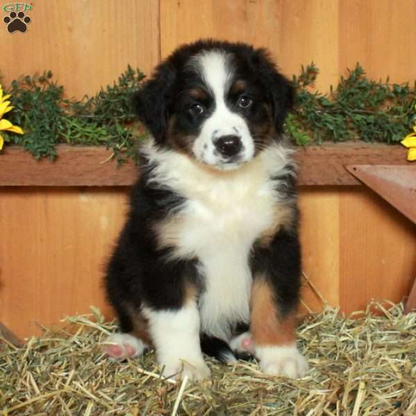 Ferdinand, Australian Shepherd Puppy
