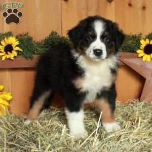 Ferdinand, Australian Shepherd Puppy