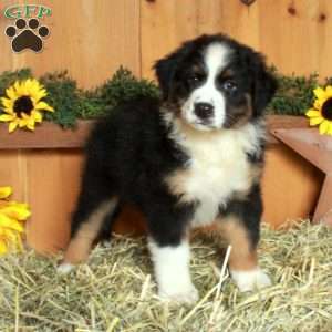 Ferdinand, Australian Shepherd Puppy