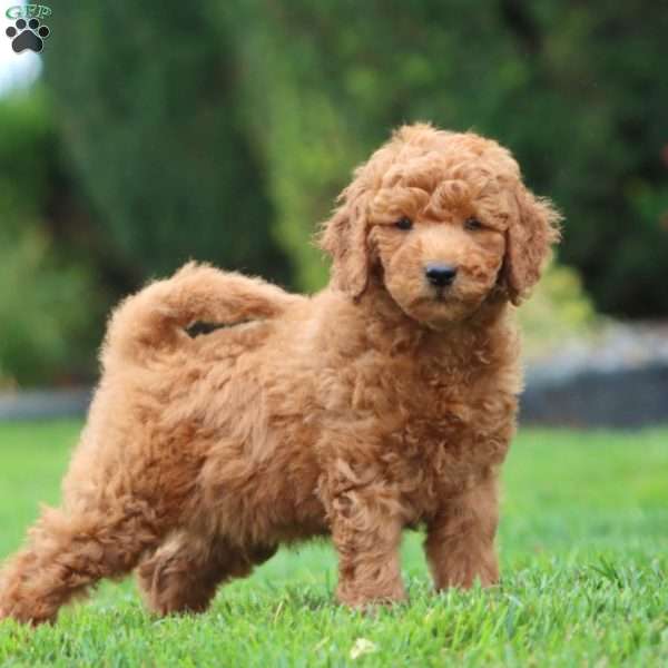 Fergus, Mini Goldendoodle Puppy