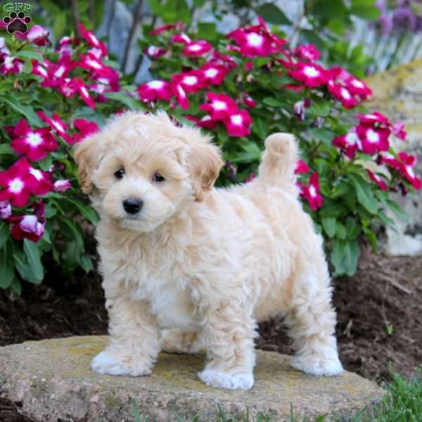 Fergus, Maltipoo Puppy