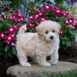 Fergus, Maltipoo Puppy