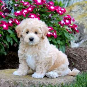 Fergus, Maltipoo Puppy