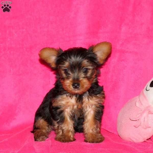 Fern, Yorkie Puppy