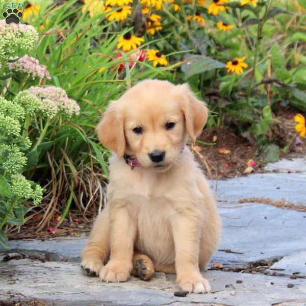 Fern, Golden Retriever Puppy