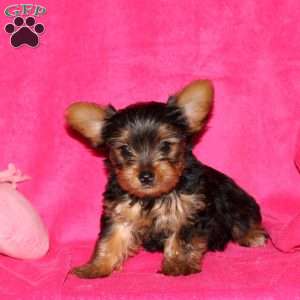 Fern, Yorkie Puppy