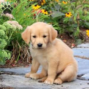 Fern, Golden Retriever Puppy