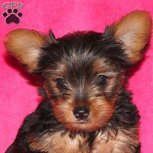 Fern, Yorkie Puppy